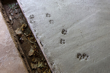 The cement floor that was not yet dry had dog footprints.