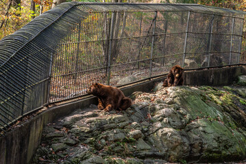 Bears in a zoo