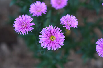 ピンク色の花　アスター　ビクトリア