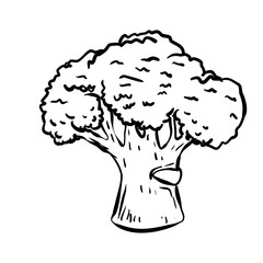handdrawn broccoli