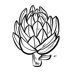 handdrawn artichoke