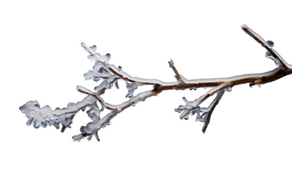 Branch Of Cute Frost Covered Twig With Tiny Ice Form Isolated On Transparent Background PNG.