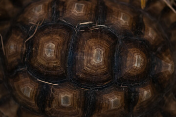 Close-up of a strong looking turtle shell.