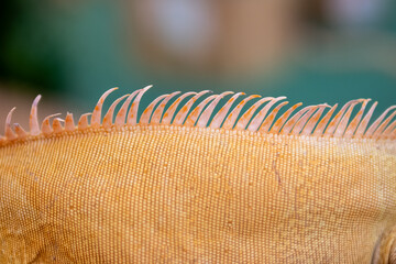 Spiky spines on the back of an orange chameleon