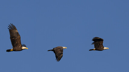 Eagle in Flight