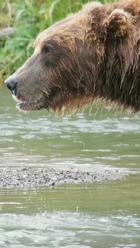 Big brown bear eating a caught salmon, Kamchatka, Russia. Vertical video