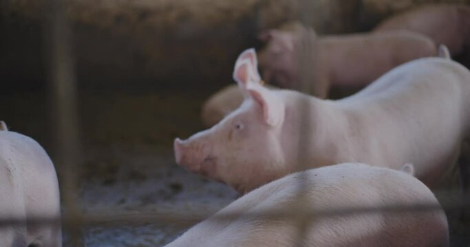 Pigs At Livestock Farm Pork Meat Production Agriculture
