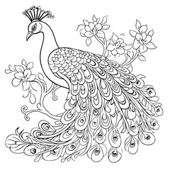 hand drawn illustration of peacock