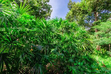 natural background of many species of plants that are laid out in the park, for the propagation of the species and to provide shade for those who stop by while traveling to study the ecology.