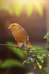 canary bird sitting on a twig.canary bird sitting on nature background