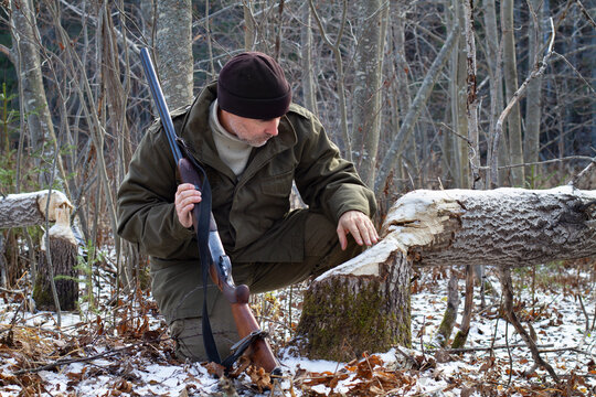 trapper explores trees that were gnawed by beavers