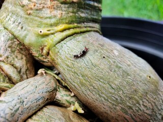 close up of a pile of dried mushrooms on a wooden table