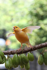 canary bird sitting on a twig.canary bird sitting on nature background