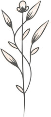 Floral branch and Leaf Hand drawn line drawing 