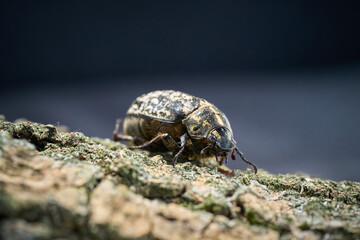 Weibchen des auf der ganzen Welt äußerst seltenen Walker, Polyphylla fullo, auf der Rinde eines...
