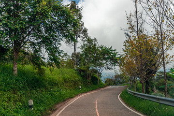 The blurred background of various species of trees planted in parks, tourist attractions, parks, to provide shade for spectators and to cool off during the day.