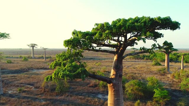 Spinning around the green crown of Baobab tree. Fresh Leaves of a giant Baobab - detail. Long Ending Aerial shot.