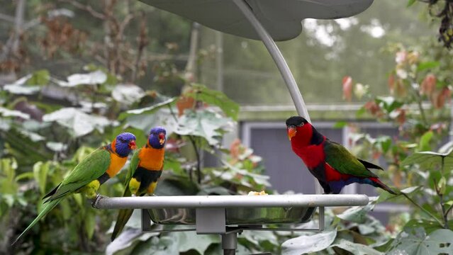 Pair Of Rainbow Lorikeets Perched On Bird Table At Zoo Along With Purple Naped Loris. Slow Motion