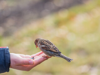 The boy feeds the birds with seeds from his hand. Sparrow eats seeds from the boy's hand