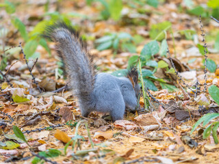 Squirrel in autumn hides nuts on the green grass with fallen yellow leaves