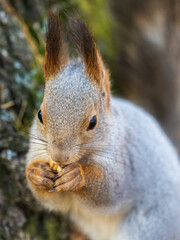 The squirrel with nut sits on a branches in the spring or summer. Portrait of the squirrel close-up