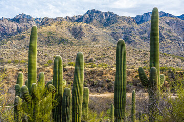 A long slender Saguaro Cactus in Catalina SP, Arizona - obrazy, fototapety, plakaty