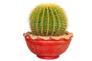 Golden barrel cactus echinocactus grusonii beautiful cactus in red clay pot 