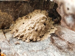 ants on a log