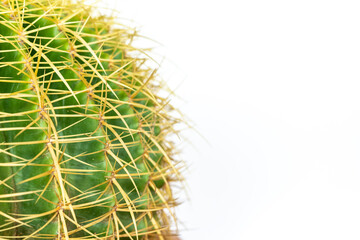 Echinocactus grusonii or Kroenleinia grusonii golden barrel cactus with copy space