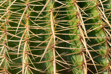 Closeup of a mother in law cushion or golden ball cactus
