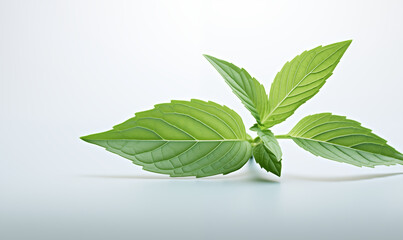 Mint leaf on white background