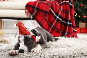 Cute Staffordshire Terrier puppy in Santa hat at home on Christmas eve