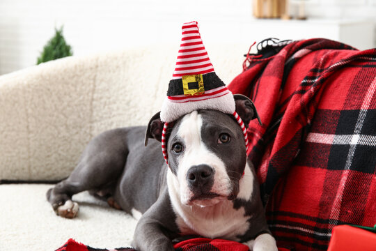 Cute Staffordshire Terrier puppy in Santa hat lying at home on Christmas eve