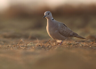 Side view of Dove.