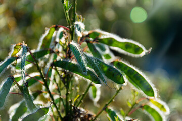 A back lit image of the bright green seed pods of a scotch broom shrub. 