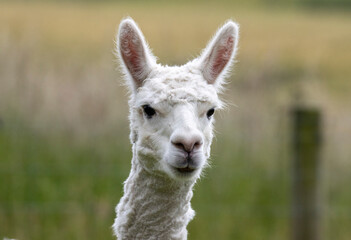 white llama portrait