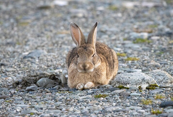 wild rabbit on rocky ground