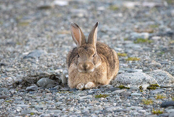 wild rabbit on rocky ground