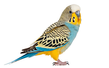 Colorful Parakeet Bird with Vibrant Feather Isolated on Transparent Background PNG.