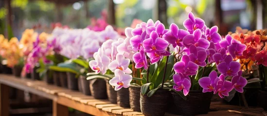 Foto auf Alu-Dibond Colorful orchids bloom in an orchid farm in Hanoi Vietnam Asia © Vusal