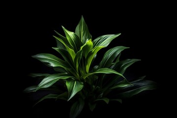Fototapeta na wymiar A plant with green leaves on a black background. Generative AI