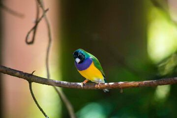 Obraz premium parrot on a branch