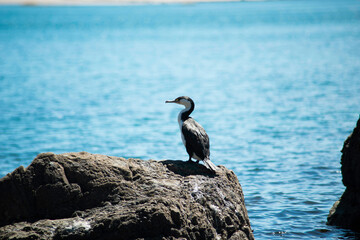 heron on the beach