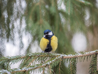 Cute bird Great tit, songbird sitting on the fir branch with snow in winter