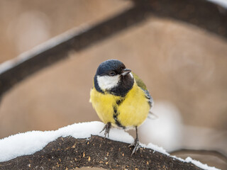Cute bird Great tit, songbird sitting on a branch without leaves in the autumn or winter.
