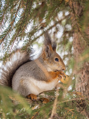 The squirrel with nut sits on tree in the winter or late autumn