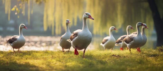 Obraz premium Geese walking on grass in park