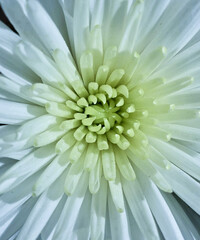 Chrysanthemum flower with textured petals of delicate white and green color