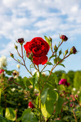 Roses from the Schoenbrunn Palace Park