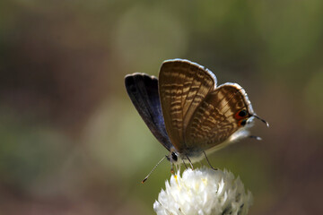 Long-tailed Blue (Lampides boeticus) butterfly sucking nectar from a white flower of Globe amaranth (Sunny outdoor closeup macro photograph)